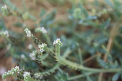 Heliotropium curassavicum