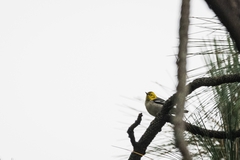 Setophaga occidentalis