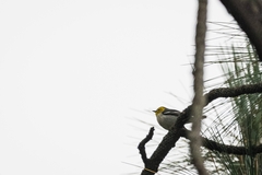 Setophaga occidentalis