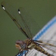 Palpopleura deceptor