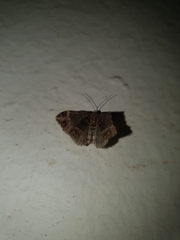 Larentiinae