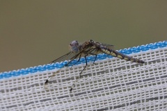 Palpopleura deceptor