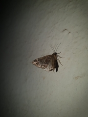 Larentiinae