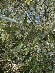 Salix laevigata