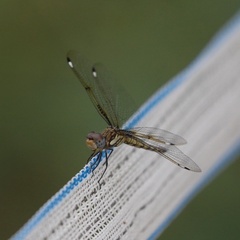 Palpopleura deceptor