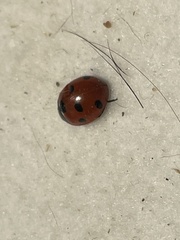 Coccinella septempunctata