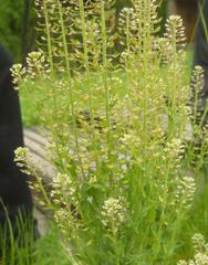 Lepidium campestre