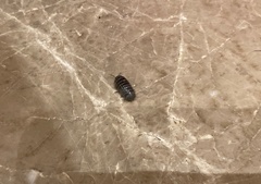Armadillidium vulgare