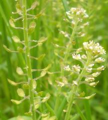 Lepidium campestre