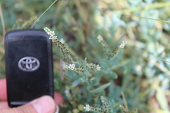 Heliotropium curassavicum