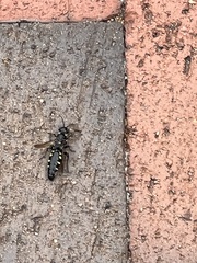 Myzinum obscurum