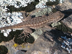 Sceloporus occidentalis occidentalis