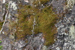 Ptilidium pulcherrimum