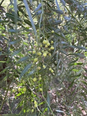 Schinus molle