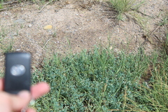 Heliotropium curassavicum