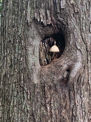 Volvariella bombycina