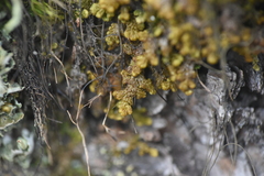 Ptilidium pulcherrimum