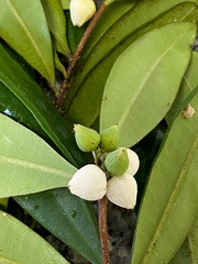 Funifera grandifolia