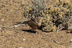 Chersomanes albofasciata kalahariae