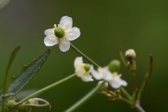 Ranunculus apiifolius