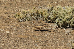 Chersomanes albofasciata kalahariae
