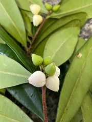 Funifera grandifolia