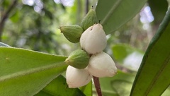 Funifera grandifolia