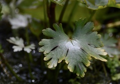 Ranunculus apiifolius