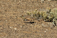 Chersomanes albofasciata kalahariae