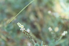 Heliotropium curassavicum