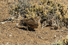 Chersomanes albofasciata kalahariae