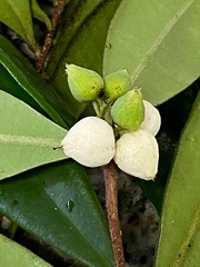 Funifera grandifolia