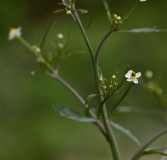 Ranunculus apiifolius
