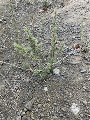 Artemisia californica