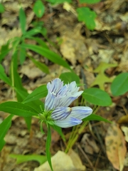 Gentiana decora