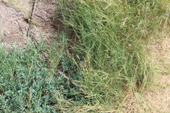 Heliotropium curassavicum