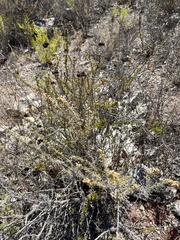 Artemisia californica