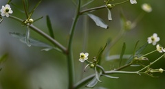 Ranunculus apiifolius
