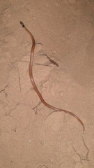 Tantilla melanocephala