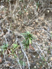 Diplacus aurantiacus