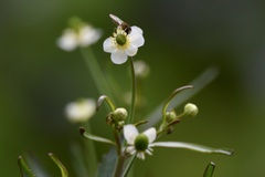Ranunculus apiifolius