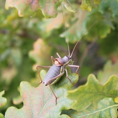 Ephippiger ephippiger