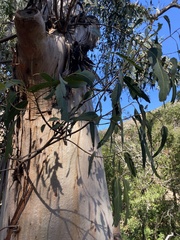 Eucalyptus globulus