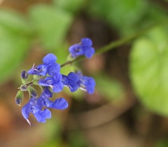 Salvia sagittata