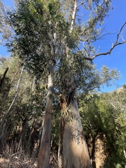 Eucalyptus globulus