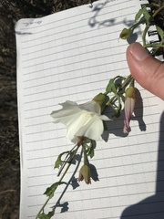 Calystegia macrostegia