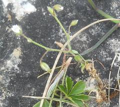 Cerastium pumilum