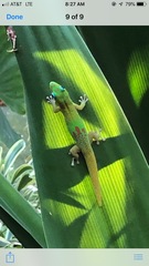 Phelsuma laticauda laticauda