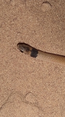 Tantilla melanocephala