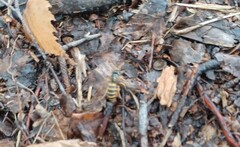 Vespula